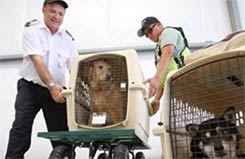 关于进一步规范携带宠物入境检疫监管工作的公告