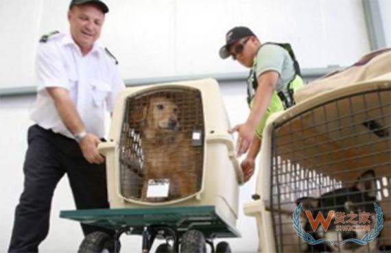 关于进一步规范携带宠物入境检疫监管工作的公告-货之家